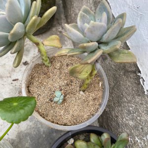 工地上的沙子能种多肉吗 沙子上可以养多肉植物吗？