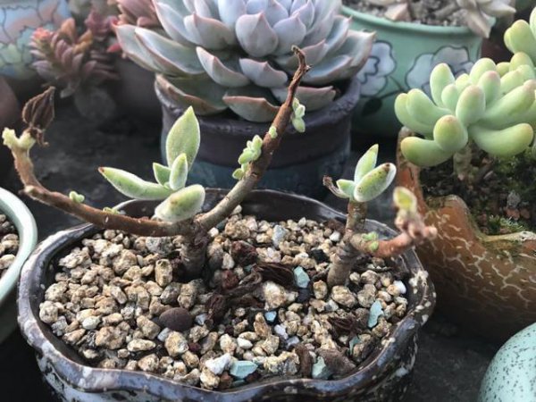 多肉老桩光杆上如何发芽
