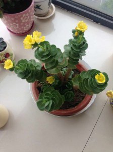 多肉植物怎么长胖 多肉植物如何增肥？