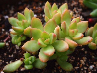 适合孩子养的多肉有哪些 适合儿童养护的多肉植物有哪些？