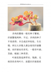 春天多肉露养注意事项有哪些 养多肉植物的春季注意事项