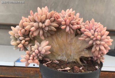 春季多肉养护注意事项有哪些 春季多肉养护要点
