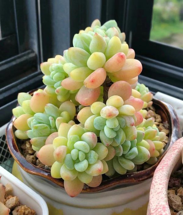 多肉植物春天怎么养护
