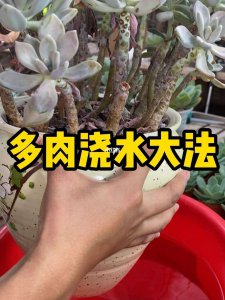 夏季怎么预防多肉黑腐化水 夏季如何防止多肉腐烂？