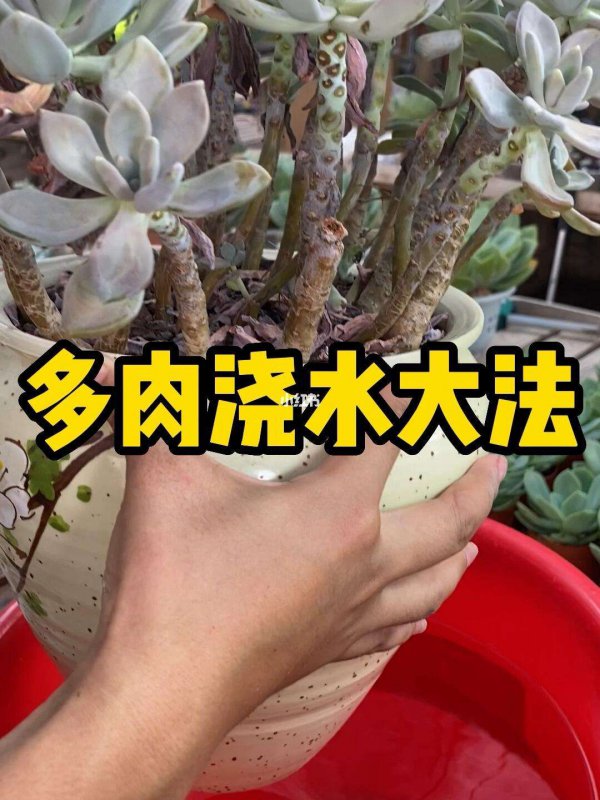 夏季怎么预防多肉黑腐化水