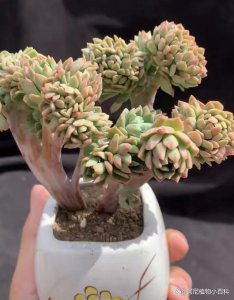 多肉如何人工缀化 多肉植物的人工繁殖方法