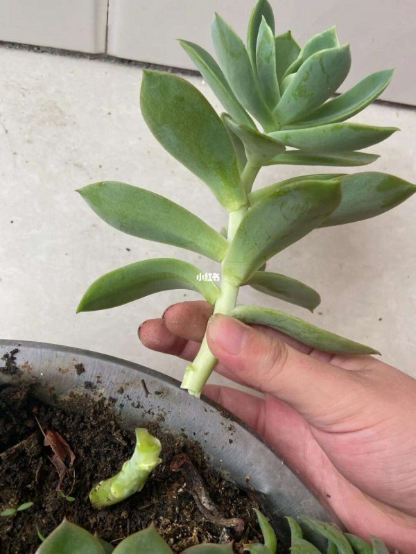 多肉老桩断了怎么生根