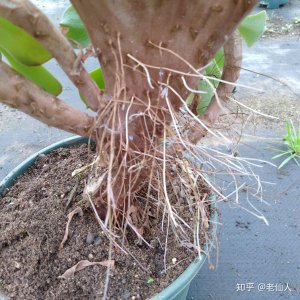 多肉长气根是什么原因 多肉植物长气根的原因是什么？