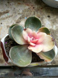 红心莲多肉怎么养护 红心莲多肉的养护技巧