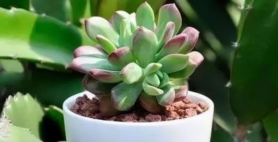 35度多肉怎么养护 如何养护35度以上的多肉植物？