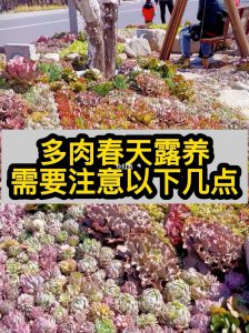多肉春天什么时候可以露养 多肉春季何时适合露养？