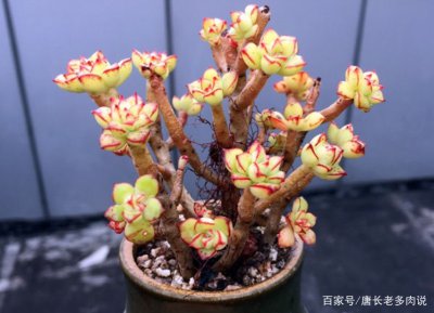 多肉老桩可直接上盆吗 多肉老树能直接上盆吗？