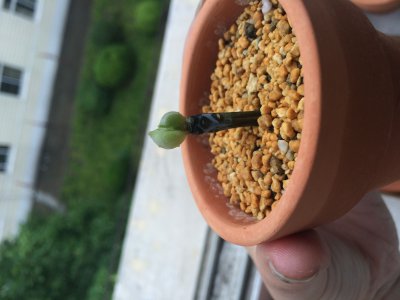 多肉杆子黑了怎么办 多肉植物叶子发黑怎么办？