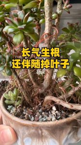 多肉不服盆一拔就出来怎么办 多肉植物根系松散易脱盆怎么处理？