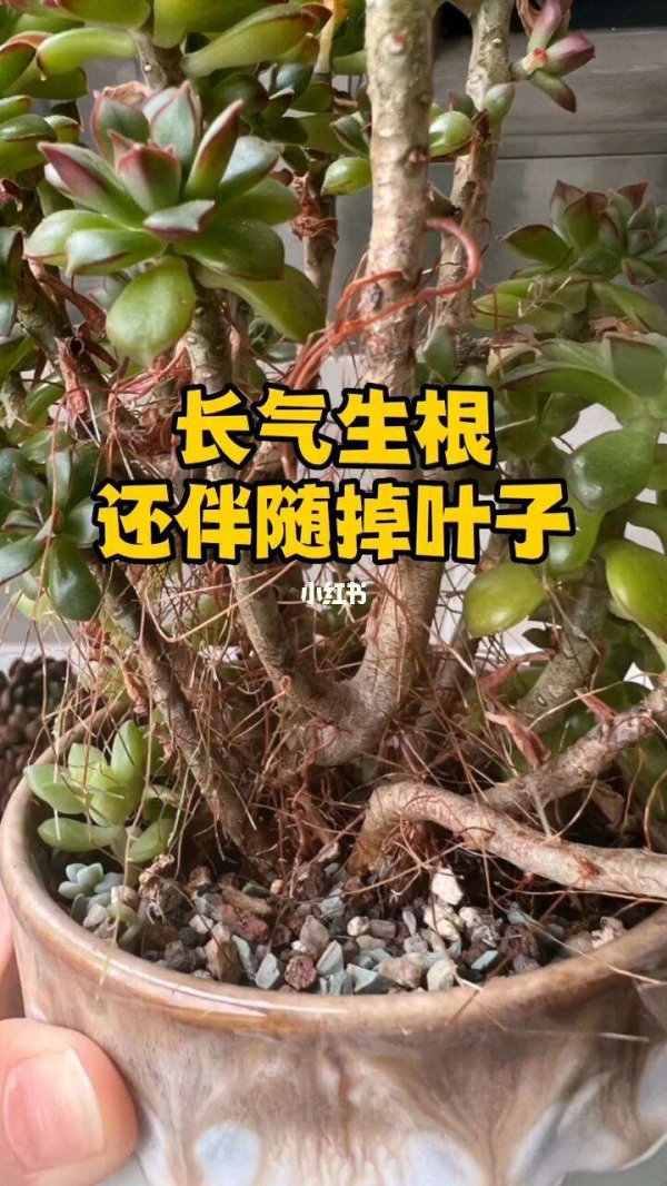 多肉不服盆一拔就出来怎么办