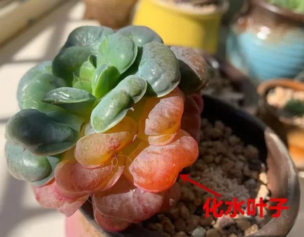 多肉化水后怎么救活它