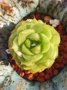 多肉中间爆崽怎么处理 多肉植物中间生长新芽怎么处理？