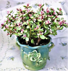 多肉植物怕热吗 多肉植物害怕高温吗？