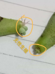 没根的多肉怎么生根 如何让无根多肉生根
无根多肉如何扎根