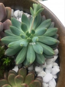 长期阴雨天如何养多肉 多肉植物如何应对长时间的阴雨天气