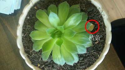 多肉突然掉健康的叶子是什么原因 多肉植物为什么会突然掉落健康的叶子？