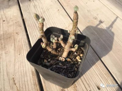 多肉只剩杆怎么救 多肉存活只剩干茎怎么拯救