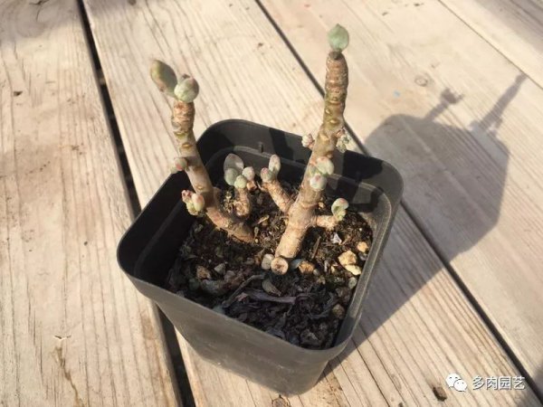 多肉只剩杆怎么救