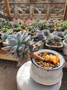 多肉服盆期可以露养吗 多肉植物适合露天养护吗？