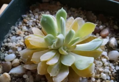 多肉服盆时叶子会化水是什么原因 多肉植物盆栽时叶片滴水的原因是什么？