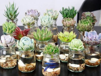 多肉植物用什么水浇好 多肉植物适合用什么水浇？