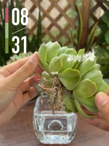 多肉法师发根最快方法有哪些 多肉植物发根速度最快的方法有哪些？