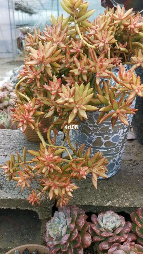 铭月多肉徒长怎么办