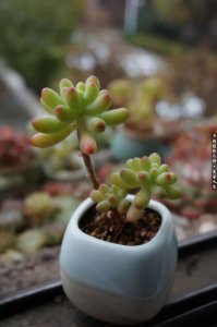 夏天多肉露养下雨怎么办 夏季多肉植物雨季管理技巧