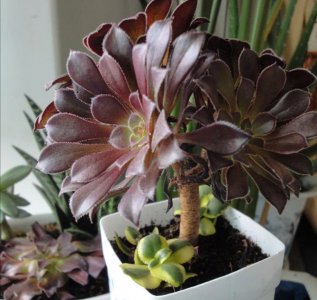 法师多肉杆子细能变粗吗 法师多肉植物的枝干可增粗吗？