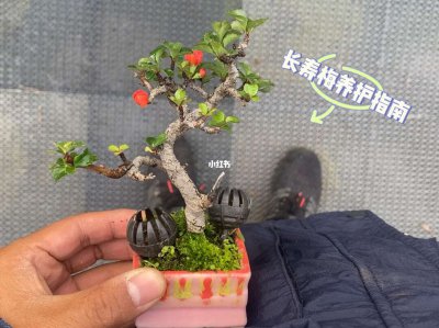 多肉红梅怎么养变多头 多肉红梅如何培养成多头