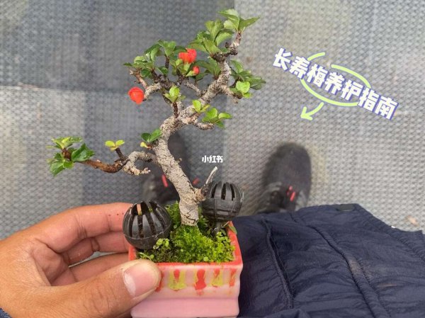 多肉红梅怎么养变多头