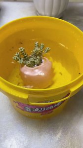 多肉浸盆后怎么处理 多肉浸盆后的下一步操作