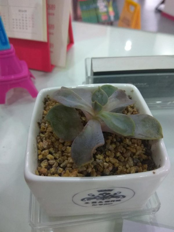多肉叶子变软变皱怎么办
