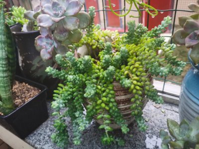 多肉夏天可以露养吗 多肉植物适合夏天露天养护吗？