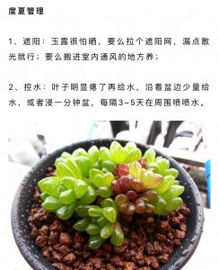 多肉如何度过夏天 凭什么多肉要过夏天
多肉应对夏季的方法