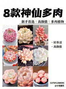 新手如何选择多肉植物 如何挑选多肉植物适合新手