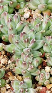 多肉植物一年能长多少 多肉植物一年可以生长多快？