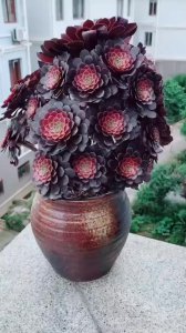 法师多肉怎么控养出状态 如何培养法师多肉的最佳状态