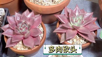 多肉茎太长如何砍头 如何剪掉多肉植物过长的茎？