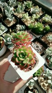 蒂亚多肉花剑要剪了吗 蒂亚多肉花剑需要修剪吗？