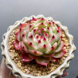 多肉吉娃娃会爆侧芽吗 多肉吉娃娃会产生侧芽吗？