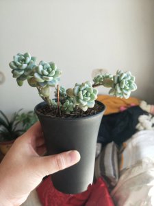 多肉白菊用深盆还是浅盆 种植多肉白菊选择深盆还是浅盆更合适？