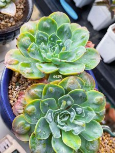 雨滴多肉会爆侧芽吗 多肉植物会因雨滴而产生侧芽吗？