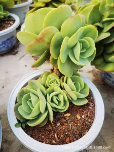 多肉碧桃用深盆还是浅盆 多肉碧桃适合种植在深盆还是浅盆？