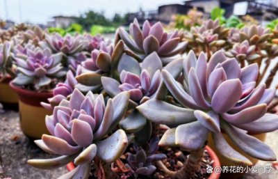 北方养多肉怎样才能出状态 如何在北方养多肉植物让其茁壮生长